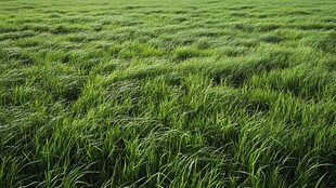 翠绿无垠的广袤青草地