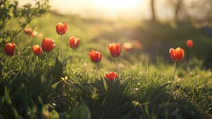 夕阳下的红色郁金香花海