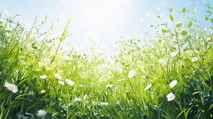 阳光草地白花清新风景图