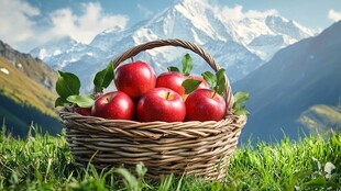 山野间的红苹果篮