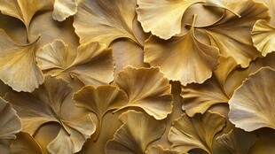 金黄银杏叶的诗意景致