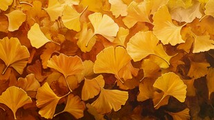 金黄银杏叶的诗意景致