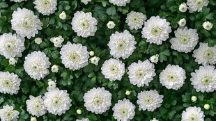 白色雏菊绿植背景图