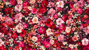 缤纷花卉组成绚丽花海