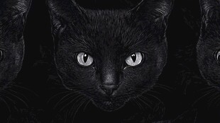 黑猫凝视 神秘目光的力量