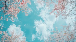 蓝天粉樱 春日浪漫景致
