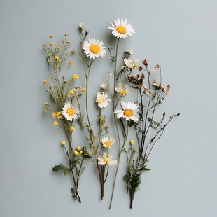 清新雏菊与野花静物组合