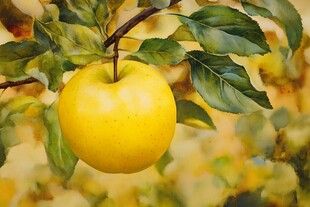 金黄苹果挂枝头