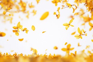 金黄秋叶纷飞的美丽景致