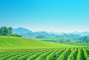 翠绿田野与远山的美丽风光