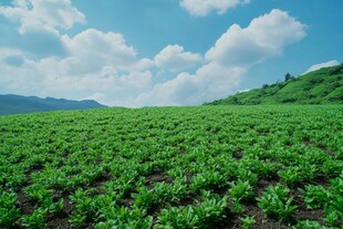 绿野蓝天间的田园风光