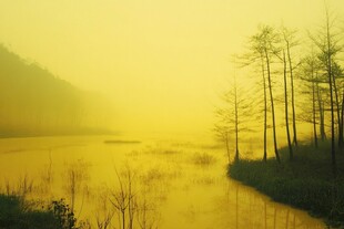 晨雾中的金色湖畔树林