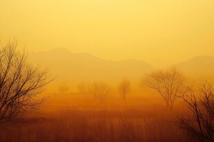 晨雾中的荒野树木景观