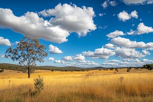 广袤原野上的孤独树木