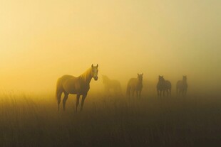 晨雾中骏马的优雅身姿