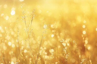 金色晨芒下的纤细草尖