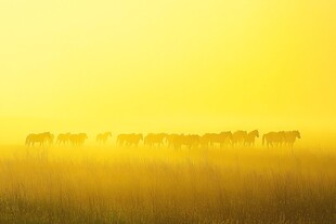 晨雾中马群的金色剪影