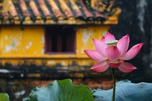 古建前绽放的娇艳荷花