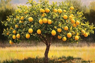 硕果累累的金黄橙子树