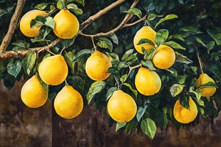 枝头黄果挂 绿叶相映衬