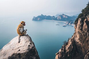 岩上猴眺碧海青山
