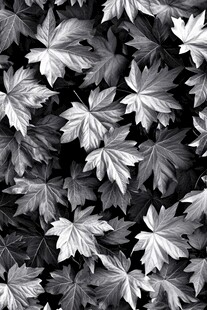 黑白枫叶图案纹理背景
