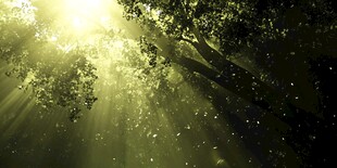 林间阳光洒落梦幻景象