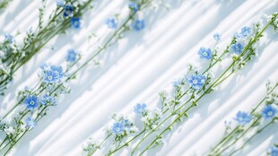 蓝花清雅摆于白色背景上