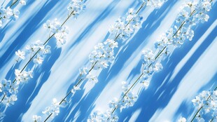 蓝天下的洁白花枝绽放