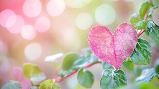 心形粉叶的浪漫植物景象