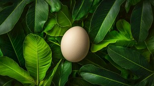 绿叶衬托下的一枚鸡蛋