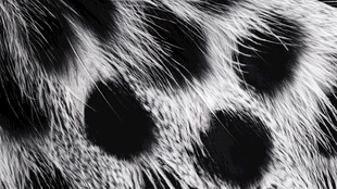 豹纹毛发特写纹理细节