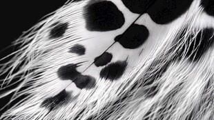 黑白羽毛上的独特斑点