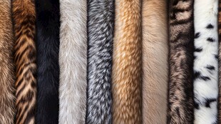 多样动物毛皮纹理展示