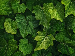 翠绿繁茂的叶片背景图