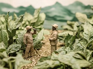 烟草田中的人偶交流场景