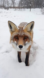 雪地中的灵动红狐