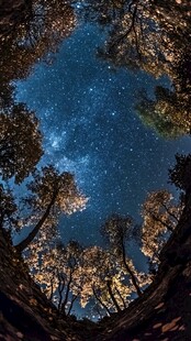 森林夜空下的璀璨星河