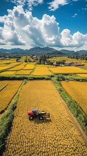 金色稻田中的农机作业景象