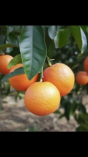 枝头饱满的成熟橙子