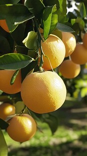 枝头饱满的黄澄澄柑橘
