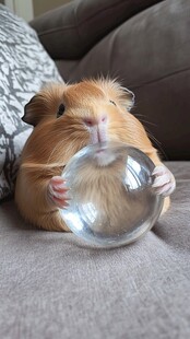 仓鼠抱水晶球超萌瞬间