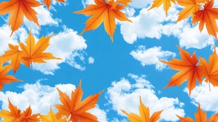 秋景 枫叶飘于蓝天白云间