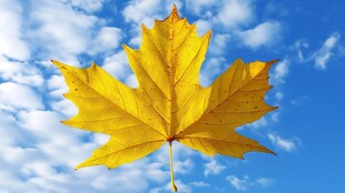 金黄枫叶映蓝天