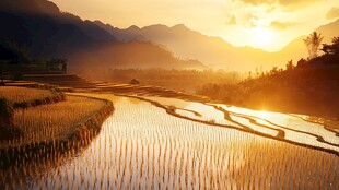 夕阳下的金色梯田美景