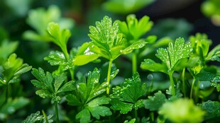 鲜嫩欧芹 露珠点缀绿意