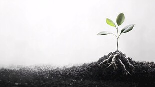 新生幼苗破土而出