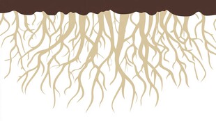 植物根系插画展示