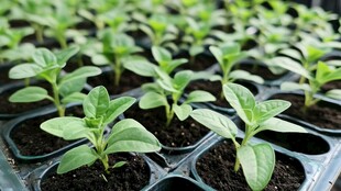 幼苗培育 绿意盎然的生机