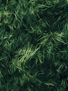 翠绿茂密的草皮纹理